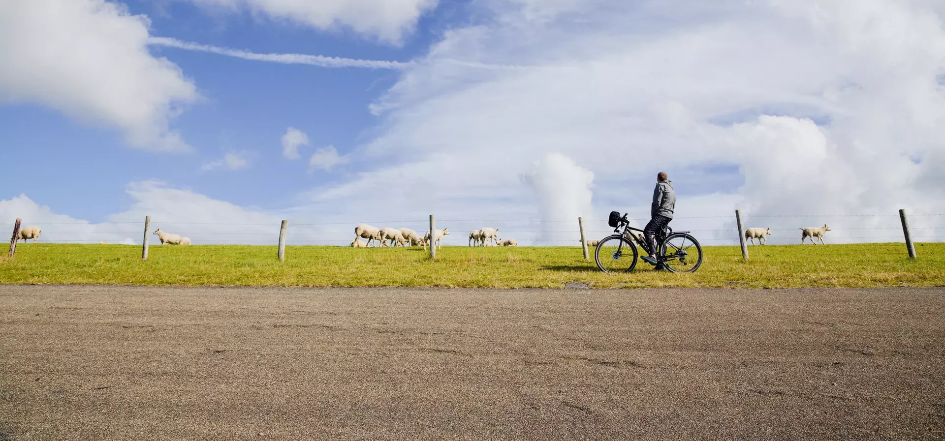 Fahrradfahrer am Deich mit Schafen nahe Horumersiel-Schillig