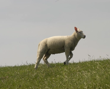 Ein Lamm auf dem Nordseedeich
