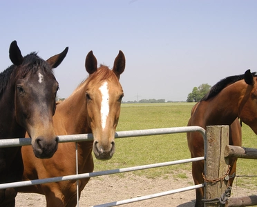 Drei Pferde auf norddeutscher Weide