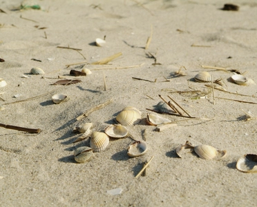 Muscheln im Strandsand an der Nordsee