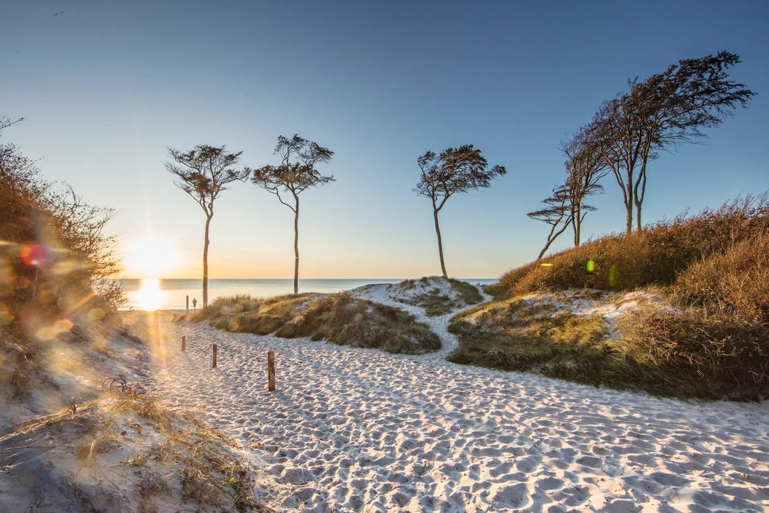 Strandübergang durch den Küstenwald auf Usedom