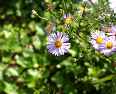 Blühende Sommerblumen in Varel-Dangast